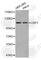 Ubiquitin Specific Peptidase 1 antibody, A1473, ABclonal Technology, Western Blot image 