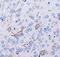 Neurokinin 1 Receptor antibody, NB300-101, Novus Biologicals, Immunohistochemistry paraffin image 