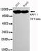 Tripartite Motif Containing 28 antibody, STJ99057, St John