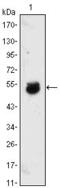 Bone Morphogenetic Protein 4 antibody, GTX83027, GeneTex, Western Blot image 