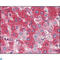 Fibroblast Growth Factor Receptor 4 antibody, LS-C812467, Lifespan Biosciences, Western Blot image 