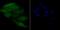 Apurinic/Apyrimidinic Endodeoxyribonuclease 1 antibody, NBP2-76919, Novus Biologicals, Immunofluorescence image 