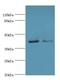 p38 MAPK antibody, LS-C376083, Lifespan Biosciences, Western Blot image 