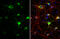 Somatostatin antibody, GTX133119, GeneTex, Immunofluorescence image 