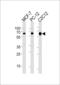 SRC Proto-Oncogene, Non-Receptor Tyrosine Kinase antibody, LS-B3308, Lifespan Biosciences, Western Blot image 