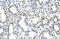 Protein Arginine Methyltransferase 5 antibody, orb330097, Biorbyt, Immunohistochemistry paraffin image 