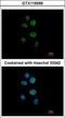 Zinc Finger Protein 83 antibody, GTX116599, GeneTex, Immunofluorescence image 