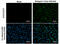 Dengue virus antibody, GTX127277, GeneTex, Immunofluorescence image 