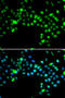 Serine And Arginine Rich Splicing Factor 4 antibody, 22-601, ProSci, Immunofluorescence image 
