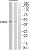 Interleukin 18 Binding Protein antibody, abx015089, Abbexa, Western Blot image 