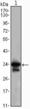 Cyclin Dependent Kinase 1 antibody, abx011637, Abbexa, Enzyme Linked Immunosorbent Assay image 