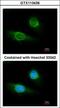Fibrinogen Gamma Chain antibody, GTX113436, GeneTex, Immunofluorescence image 