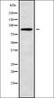 Nucleoporin 88 antibody, orb338507, Biorbyt, Western Blot image 