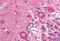 Golgi Associated PDZ And Coiled-Coil Motif Containing antibody, MBS241272, MyBioSource, Immunohistochemistry frozen image 