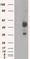 Natriuretic Peptide Receptor 3 antibody, MA5-25079, Invitrogen Antibodies, Western Blot image 