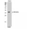 Vitamin D Receptor antibody, LS-C381039, Lifespan Biosciences, Western Blot image 