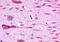 G Protein-Coupled Receptor 162 antibody, MBS243833, MyBioSource, Immunohistochemistry frozen image 