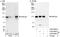 Kiaa0692 antibody, A302-965A, Bethyl Labs, Western Blot image 