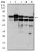 Replication Protein A1 antibody, GTX60579, GeneTex, Western Blot image 