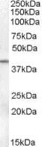 Serpin Family B Member 6 antibody, PA5-18947, Invitrogen Antibodies, Western Blot image 