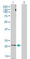 Apelin antibody, H00008862-D01P, Novus Biologicals, Western Blot image 