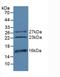 Chromodomain Helicase DNA Binding Protein 3 antibody, LS-C293329, Lifespan Biosciences, Western Blot image 