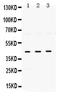 ELAV Like RNA Binding Protein 4 antibody, PB9698, Boster Biological Technology, Western Blot image 