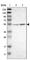 Chitinase 1 antibody, HPA010575, Atlas Antibodies, Western Blot image 