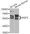 Ikaros family zinc finger protein 3 antibody, A7287, ABclonal Technology, Western Blot image 