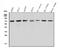 Zinc Finger CCCH-Type Containing 12A antibody, A01688-2, Boster Biological Technology, Western Blot image 