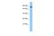 Zinc finger protein 109 antibody, PA5-68967, Invitrogen Antibodies, Western Blot image 