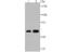 Nuclear Receptor Subfamily 1 Group D Member 1 antibody, A01077, Boster Biological Technology, Western Blot image 