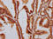 DAZ Associated Protein 2 antibody, LS-C680363, Lifespan Biosciences, Immunohistochemistry paraffin image 