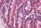 Nuclear Receptor Subfamily 1 Group H Member 3 antibody, MBS247646, MyBioSource, Immunohistochemistry frozen image 