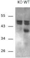 Regulator Of Calcineurin 1 antibody, MBS423025, MyBioSource, Western Blot image 