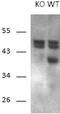 Regulator Of Calcineurin 1 antibody, MBS423025, MyBioSource, Western Blot image 