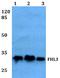 Four And A Half LIM Domains 3 antibody, A05213, Boster Biological Technology, Western Blot image 