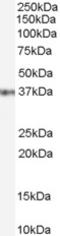 Gastrulation Brain Homeobox 2 antibody, LS-B3947, Lifespan Biosciences, Western Blot image 