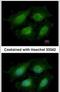 Annexin A8 antibody, PA5-31478, Invitrogen Antibodies, Immunofluorescence image 