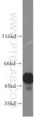 Thioredoxin Domain Containing 5 antibody, 19834-1-AP, Proteintech Group, Western Blot image 