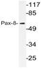Paired box protein Pax-8 antibody, AP20584PU-N, Origene, Western Blot image 