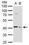 Autophagy Related 3 antibody, GTX128065, GeneTex, Western Blot image 