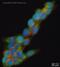 Synaptosome Associated Protein 25 antibody, ab41455, Abcam, Immunofluorescence image 