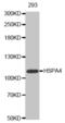 Heat Shock Protein Family A (Hsp70) Member 4 antibody, abx000527, Abbexa, Western Blot image 