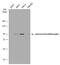 Nuclear Receptor Subfamily 3 Group C Member 1 antibody, GTX634705, GeneTex, Western Blot image 