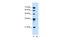 Solute Carrier Family 17 Member 3 antibody, PA5-42138, Invitrogen Antibodies, Western Blot image 