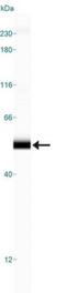 Perilipin-3 antibody, NB110-40765, Novus Biologicals, Western Blot image 