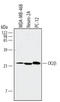 Casein Kinase 2 Beta antibody, AF4380, R&D Systems, Western Blot image 