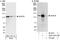 DEAH-Box Helicase 16 antibody, A301-537A, Bethyl Labs, Immunoprecipitation image 