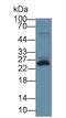 Triggering Receptor Expressed On Myeloid Cells 1 antibody, LS-C296804, Lifespan Biosciences, Western Blot image 